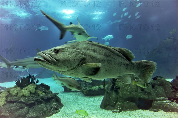 Fish in a saltwater aquarium, Lisbon, Lisboa in Portugal