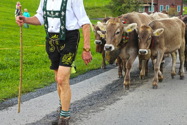 Traditional cattle drive or cattle seperation . As here in the Allgaeu, the cattle are driven down into the valley after about a hundred days in the Alps (or mountain pastures) (Memhoelz district of Hupprechts, Allgaeu)