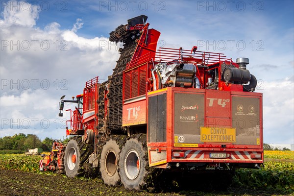 Sugar beet harvest in the Palatinate: The large mountains full of sugar beet at the edge of the field can be seen everywhere in autumn. A few days after the harvest, these sugar beets are loaded into the trailer of a lorry by a beet mouse and driven to the sugar beet factory in Offstein