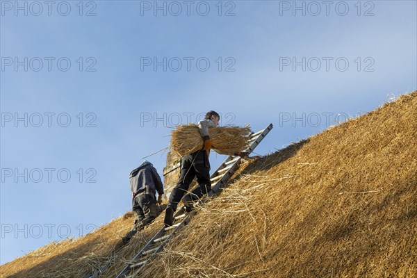 Thatchers working on roof of thatched country cottage, Great Bedwyn village, Wiltshire, England, UK