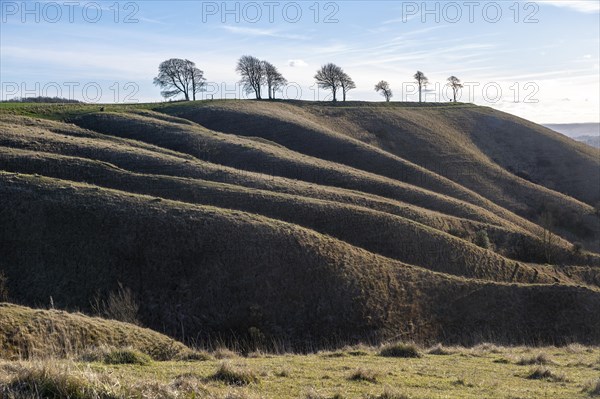 Ridges and dry valleys chalk scarp slope view to Oliver's Castle hill fort, Roundway Down, Wiltshire, England, UK