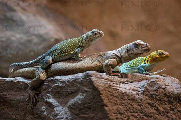 Collared Iguana, male, lying on Chuckwalla (Sauromalus obesus, Sauromalus australis) captive, Baden-Wuerttemberg, Germany, Europe