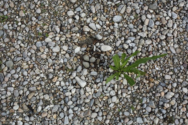 Nest with three eggs of the Little Ringed Plover (Charadrius dubius), brood, bird eggs, two, camouflage, camouflage, camouflage, hidden, ground, gravel ground, pebbles, view from above, St. Andrae, Seewinkel, Lake Neusiedl, Burgenland, Austria, Europe