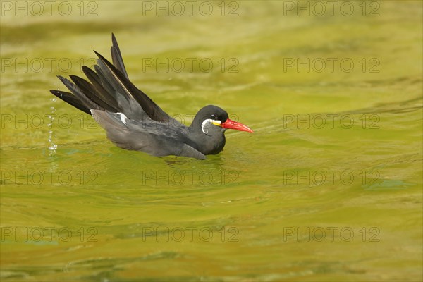 Inca Tern (Larosterna inca), water, swimming, wave, tail feathers, captive