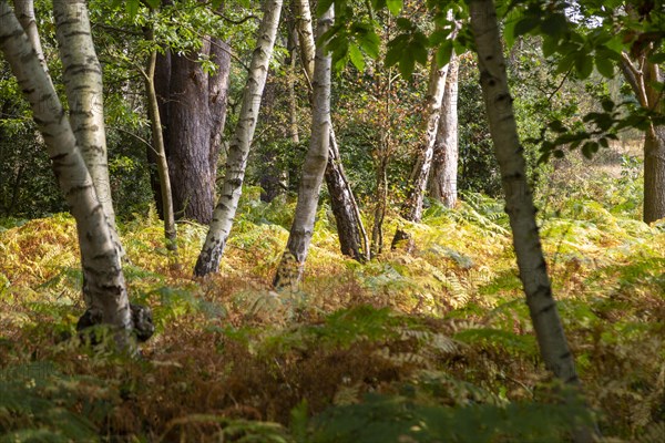 Silver birch trees, Betula pendula, trunks at different directions bracken understory, Suffolk Sandlings heathland, England, UK