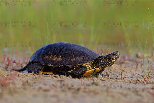 European pond turtle (Emys orbicularis), Danube Delta Biosphere Reserve, Romania, Europe