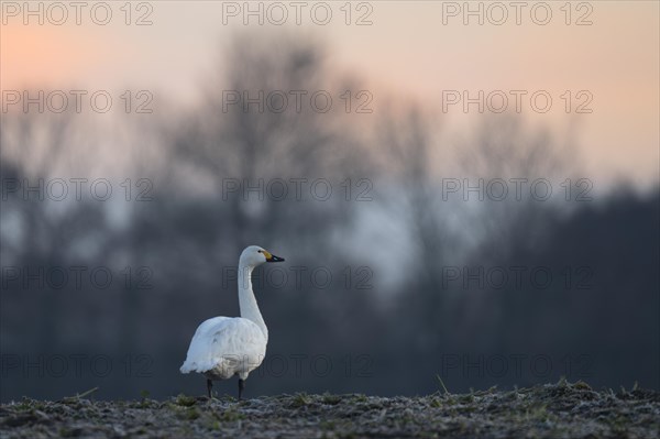 Tundra Swan, Texel, Netherlands