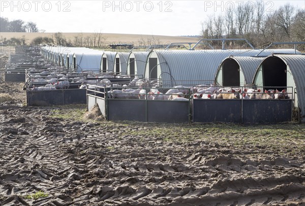 Pig units young pigs in pens and large metal sties. Chillesford, Suffolk, England, UK