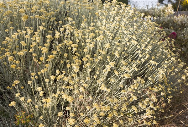 The Curry plant, Helichrysum italicum, Shingle Street, Hollesley, Suffolk, England, UK