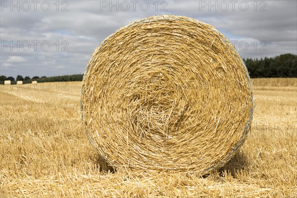 Round straw bale in flat field with overhead cumulus cloud, Sutton, Suffolk, England, UK