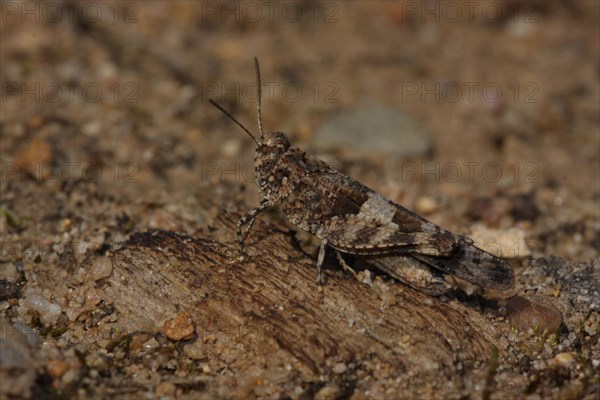Blue-winged grasshopper (Oedipoda caerulescens), camouflage, camouflage, sandy soil, monochrome, brown, Weilbach gravel pits, Weilbach, Floersheim, Taunus, Hesse, Germany, Europe