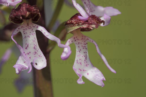 Northern marsh-orchid (Orchis purpurea), flower figure, blossom, two, figures, dancing couple, hands, holding, arms, together, detail, macro, couple, humour, comedy, relationship, nature photography, Badstube, Mimbach, Bliesgau, Saarland, Germany, Europe