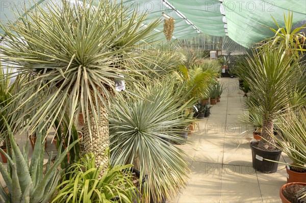 Urban Jungle Plant Nursery and Cafe, Beccles, Suffolk, England, UK, cacti in arid zone polytunnel