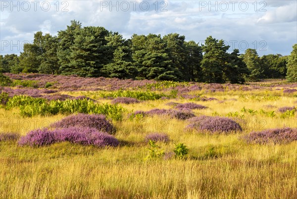 Heathland vegetation with heather in flower, Calluna vulgaris, Sutton Heath, Shottisham, Suffolk, England, UK