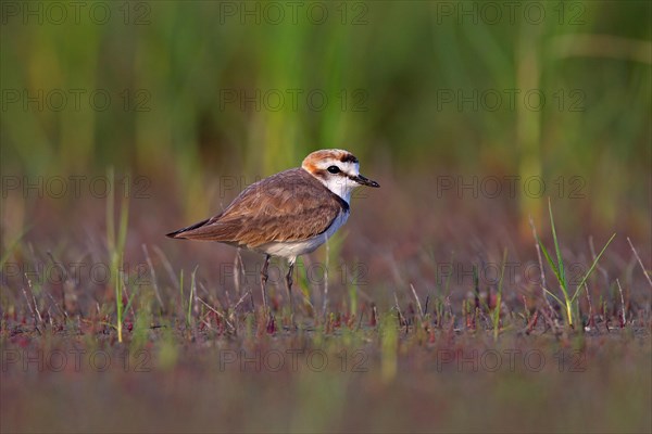 Kentish plover (Charadrius alexandrinus) male, Danube Delta Biosphere Reserve, Romania, Europe