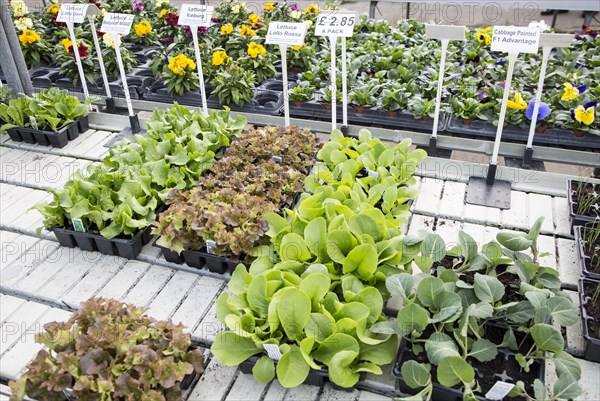 Lettuce and cabbage plants seedlings in trays on sale Ladybird Nurseries garden centre, Gromford, Suffolk, England, UK