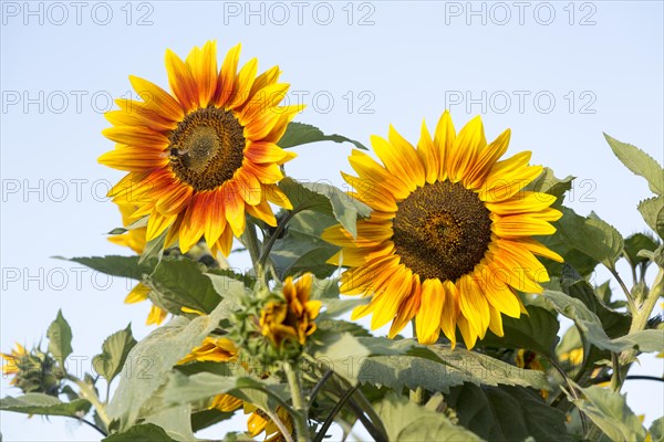 Helianthus yellow sun face head sunflower plant flower flowering close up, UK