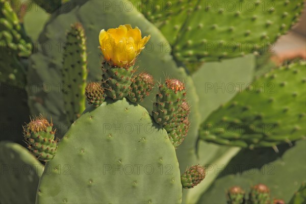 Flower on cactus pear (Opuntia ficus-indica), yellow, cactus, Trujillo, Extremadura, Spain, Europe