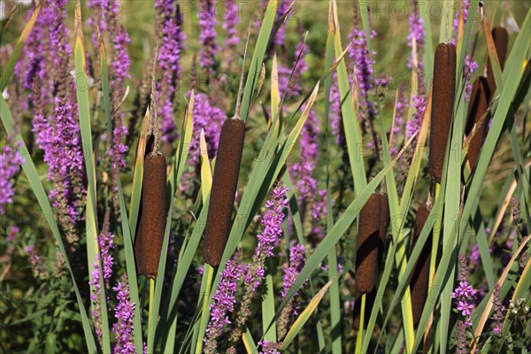 Purple loosestrife (Lythrum salicaria) and broad-leaved bulrush (Typha latifolia), reed grass, Karlstadt, Main, Lower Franconia, Franconia, Bavaria, Germany, Europe