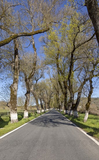 Iconic road through grove of ash trees with whitewashed bases of their trunks, Fraxinus angustifolia, near Portagem, Alto Alentejo, Portugal, Southern Europe, Europe