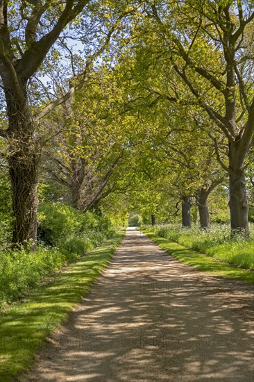 Tree lined avenue road leading to Wood Hall Manor, Sutton, Suffolk, England, UK