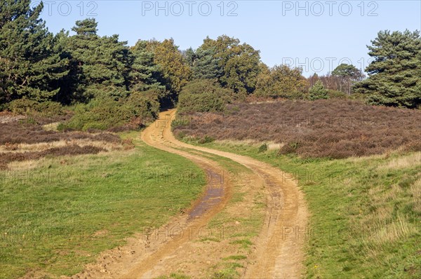 Sandy track road crossing heathland vegetation Suffolk Sandlings AONB, England, UK