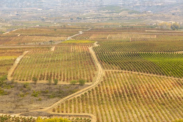 Autumn landscape fields of grape vines, view from Briones, La Rioja Alta, Spain, Europe