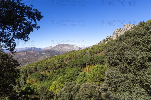 Ruta Botanica waking route from Area Recreativa El Alcazar, Sierra Tejeda natural park, Alcaucin, Axarquia, Andalusia, Spain, Europe