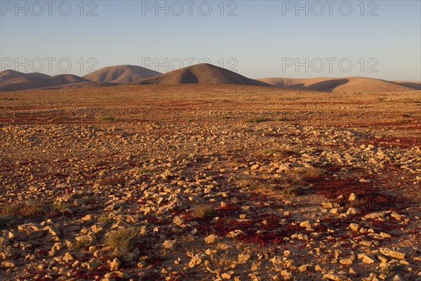 Semi-desert near Tindaya, Canary Islands, Fuerteventura, Spain, Europe
