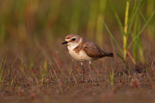 Kentish plover (Charadrius alexandrinus) female, Danube Delta Biosphere Reserve, Romania, Europe