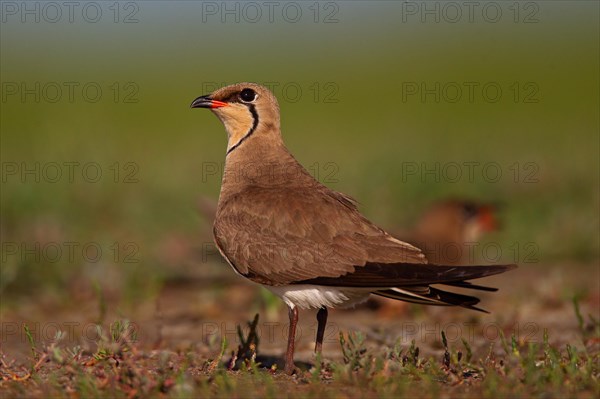 Collared pratincole (Glareola pratincola), Danube Delta Biosphere Reserve, Romania, Europe