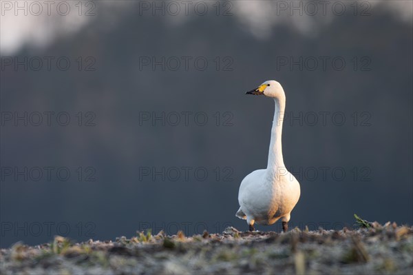 Tundra Swan, Texel, Netherlands