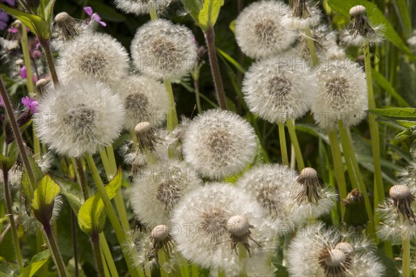 Close up, dandelion seed heads, Taraxacum, chalk upland grassland Salisbury Plain, near Tilshead, Wiltshire, England, UK