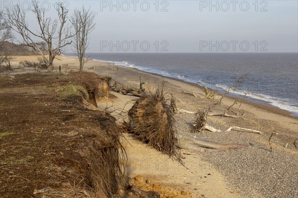 Benacre national nature reserve, North Sea coast, Suffolk, England, UK trees lost to coastal erosion
