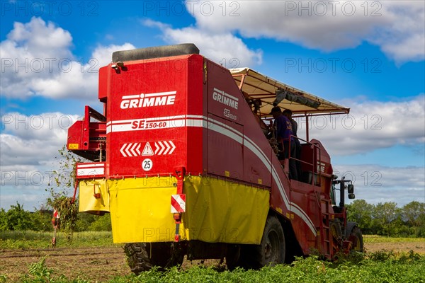 Agriculture harvest of industrial potatoes in the Palatinate. In contrast to table potatoes, these potatoes are processed into crisps, French fries, etc. (Schifferstadt, Germany, 08/07/2022), Europe