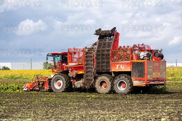 Sugar beet harvest in the Palatinate: The large mountains full of sugar beet at the edge of the field can be seen everywhere in autumn. A few days after the harvest, these sugar beets are loaded into the trailer of a lorry by a beet mouse and driven to the sugar beet factory in Offstein