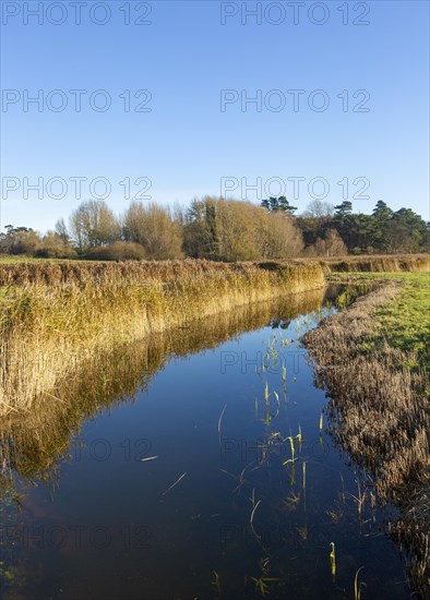 Marshland habitat reeds in drainage ditch, Ramsholt, Suffolk, England, UK