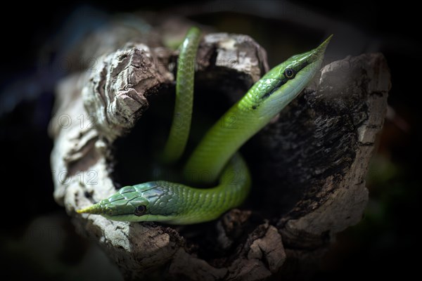 Rhinoceros ratsnakes (Gonyosoma boulengeri), captive, occurring in North Vietnam, South China, Baden-Wuerttemberg, Germany, Europe