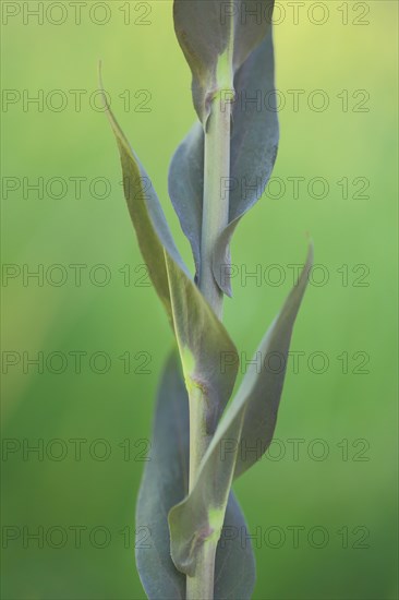 Stalks with leaves of the tower cress (Arabis hirsuta), detail, nature photography, tower cress, bald goose cress, goose cress, cruciferous plants, cruciferous plants, Brassicaceae, Brassicales, plant, Le Pont de Montvert, Cevennes, Massif Central, France, Europe