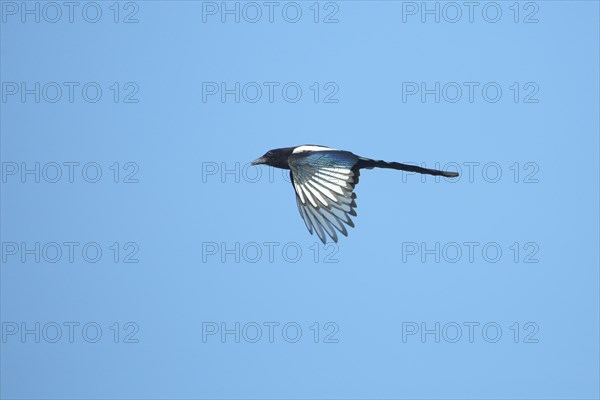 European magpie (Pica pica) in flight, bird feathers, Scamandre, Camargue, France, Europe
