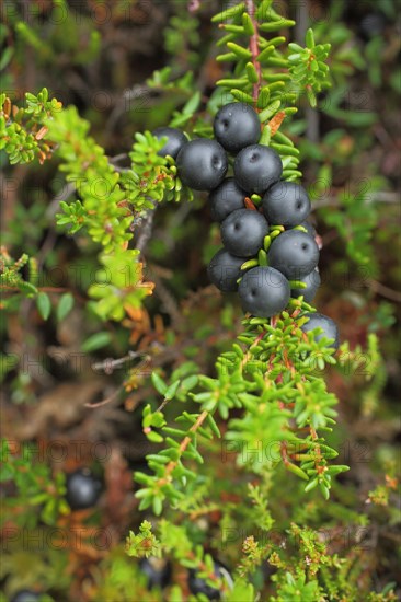 Black crowberry (Empetrum nigrum), berries, fruits, detail, fruits, nature photography, black bog, raised bog, biosphere reserve, UNESCO, low mountain range, Bavaria, Rhoen, Germany, Europe