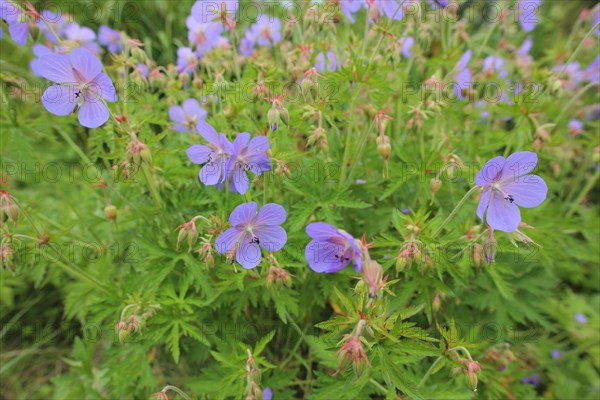 Meadow cranesbill (Geranium pratense), Ostheim, Bavaria, Rhoen, Germany, Europe