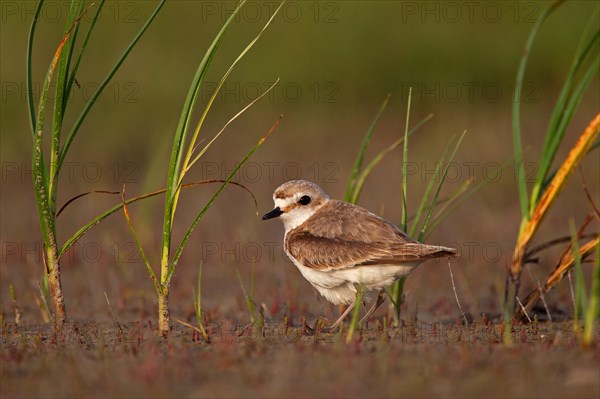 Kentish plover (Charadrius alexandrinus) female, Danube Delta Biosphere Reserve, Romania, Europe