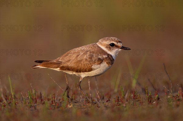 Kentish plover (Charadrius alexandrinus) female, Danube Delta Biosphere Reserve, Romania, Europe