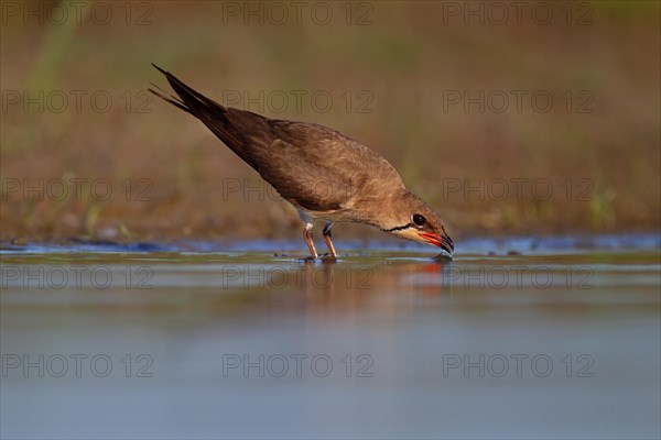 Collared pratincole (Glareola pratincola) drinking water, Danube Delta Biosphere Reserve, Romania, Europe