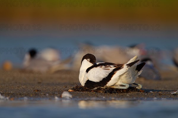 Black-capped avocet (Recurvirostra avosetta) adult bird on nest, Danube Delta Biosphere Reserve, Romania, Europe