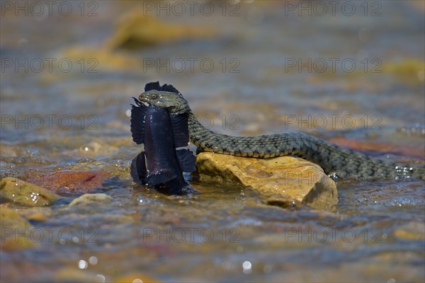 Dice snake (Natrix tessellata) on its way to the shore with preyed round goby (Neogobius melanostomus), Danube Delta Biosphere Reserve, Romania, Europe