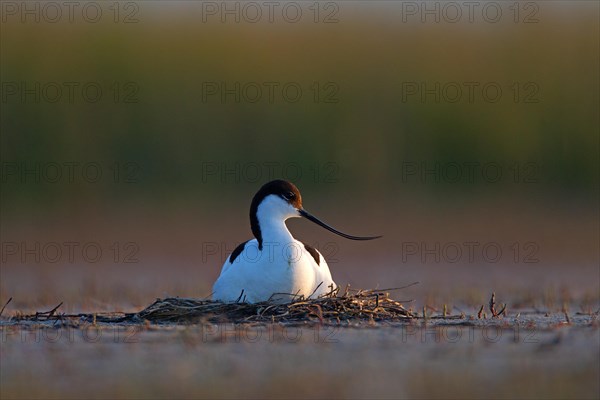 Black-capped avocet (Recurvirostra avosetta) adult bird on nest, Danube Delta Biosphere Reserve, Romania, Europe