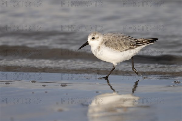 Sanderling (Calidris alba), Texel, Netherlands