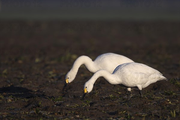 Tundra Swan, Texel, Netherlands